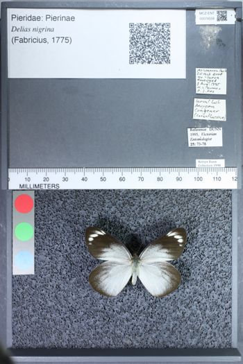 Media type: image;   Entomology 74558